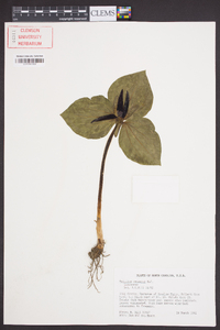 Trillium cuneatum image