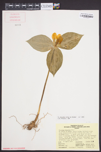 Trillium discolor image