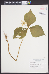 Trillium erectum image