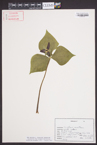 Trillium erectum image