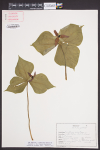 Trillium erectum image