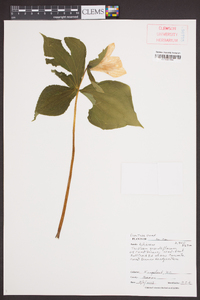 Trillium grandiflorum image