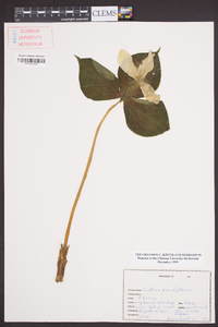 Trillium grandiflorum image