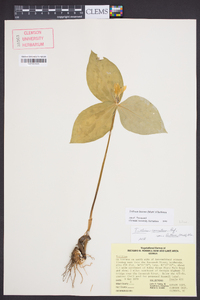 Trillium luteum image