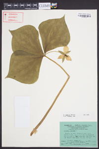 Trillium rugelii image