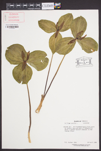 Trillium sessile image