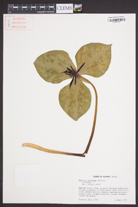 Trillium stamineum image