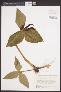 Trillium underwoodii image