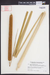 Typha domingensis image