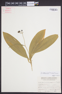 Clintonia umbellulata image