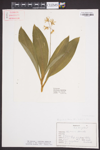 Clintonia borealis image