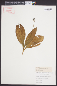 Clintonia borealis image