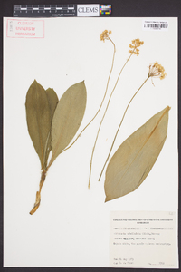 Clintonia umbellulata image