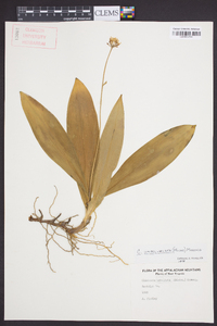 Clintonia umbellulata image