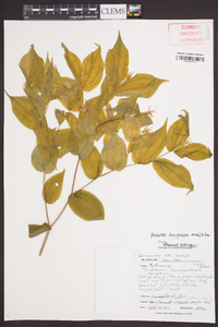 Prosartes lanuginosa image