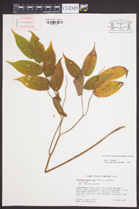 Prosartes lanuginosa image