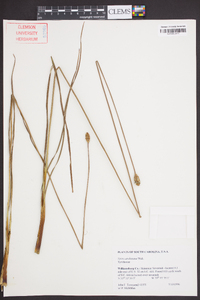 Xyris caroliniana image