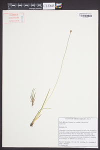 Xyris difformis var. curtissii image