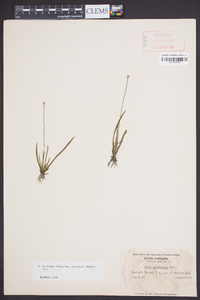 Xyris difformis var. curtissii image