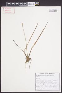 Xyris difformis var. curtissii image