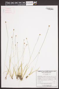 Xyris elliottii image