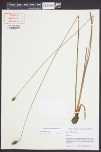 Xyris jupicai image