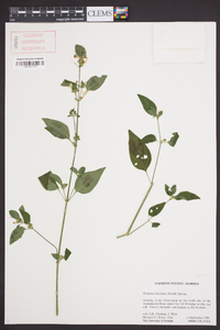 Dicliptera brachiata image