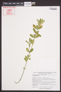 Dyschoriste oblongifolia image