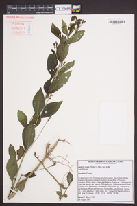 Justicia ovata image