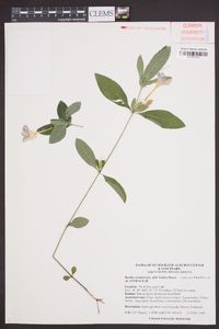 Ruellia caroliniensis image