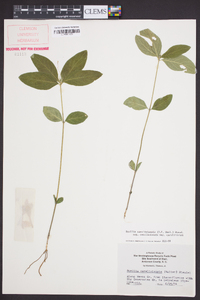 Ruellia caroliniensis subsp. caroliniensis image