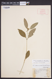 Ruellia caroliniensis subsp. caroliniensis image