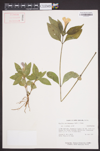 Ruellia caroliniensis image