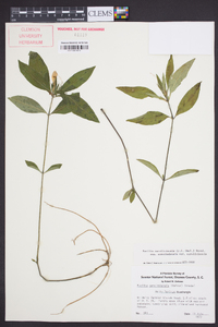 Ruellia caroliniensis subsp. caroliniensis image