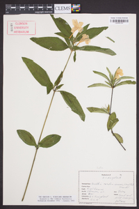 Ruellia caroliniensis image