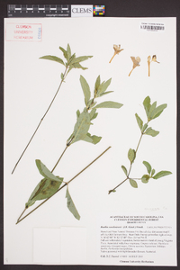 Ruellia caroliniensis image