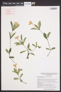 Ruellia caroliniensis image