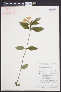 Ruellia caroliniensis image