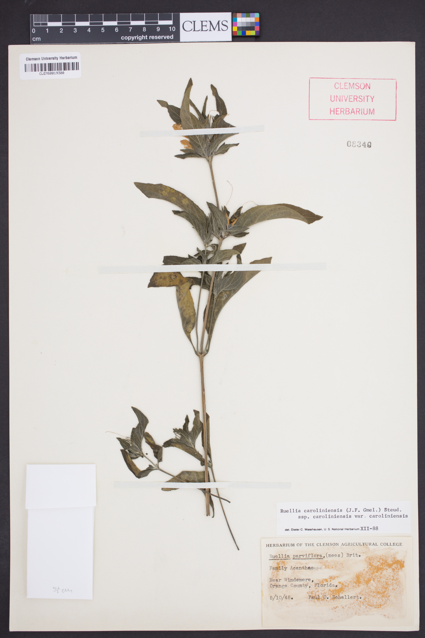 Ruellia caroliniensis subsp. caroliniensis image