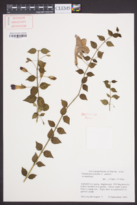 Thunbergia erecta image