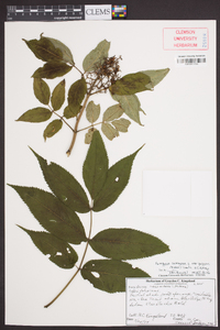 Sambucus racemosa subsp. racemosa image