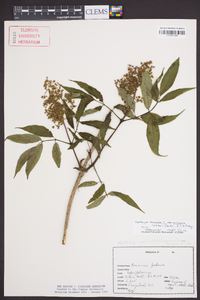 Sambucus racemosa subsp. racemosa image