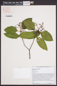 Viburnum cassinoides image