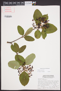 Viburnum cassinoides image