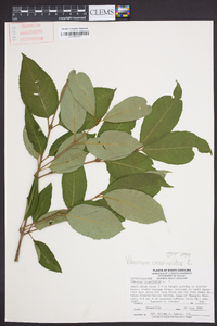 Viburnum cassinoides image