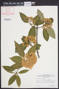 Viburnum cassinoides image