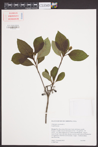 Viburnum cassinoides image