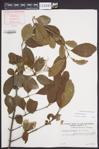 Viburnum cassinoides image