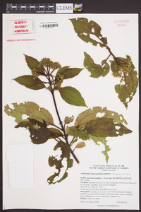 Image of Viburnum cinnamomifolium