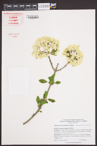 Viburnum macrocephalum image